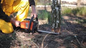 Crown Point, IN Tree Care Company