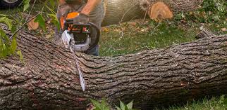  Crown Pot, IN Tree Care Pros