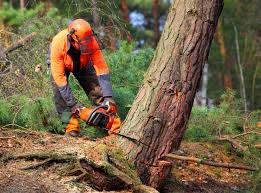 Tree and Shrub Care in Crown Point, IN