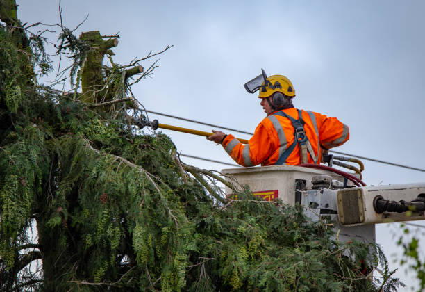 Best Tree Trimming and Pruning  in Crown Pot, IN