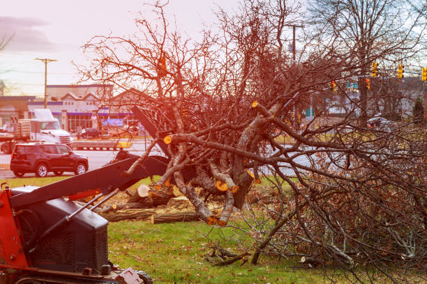 Best Tree Preservation Services  in Crown Pot, IN