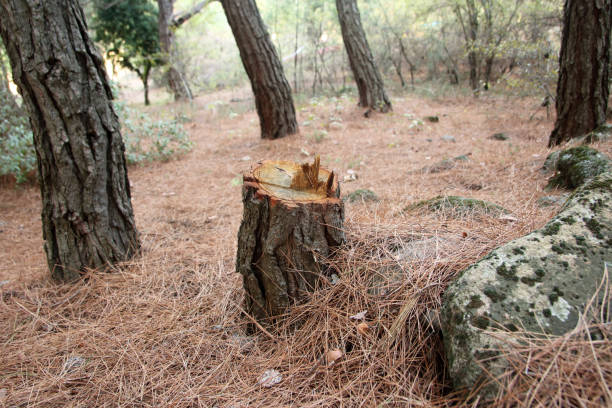 Best Stump Grinding and Removal  in Crown Pot, IN