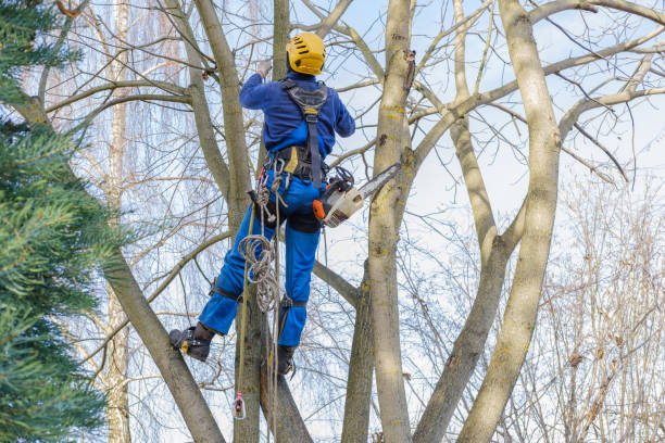Best Emergency Tree Removal  in Crown Pot, IN