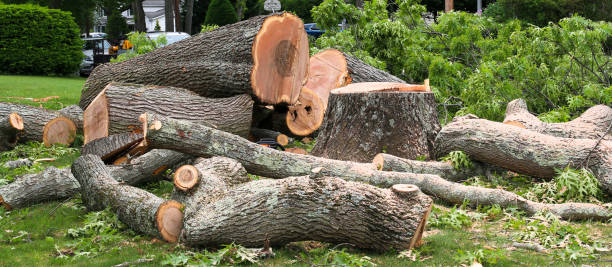 Best Emergency Tree Removal  in Crown Pot, IN