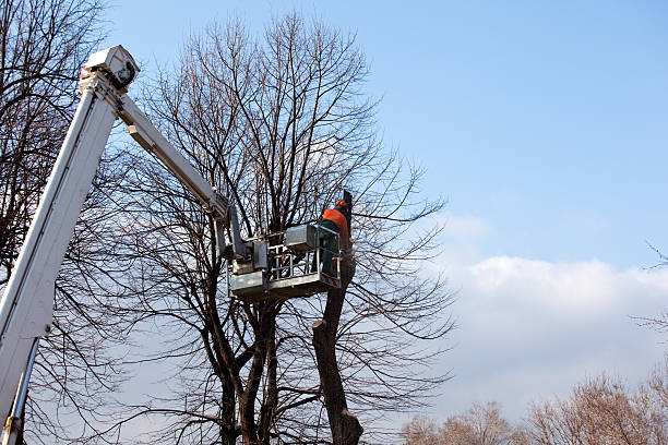 Best Arborist Consultation Services  in Crown Pot, IN