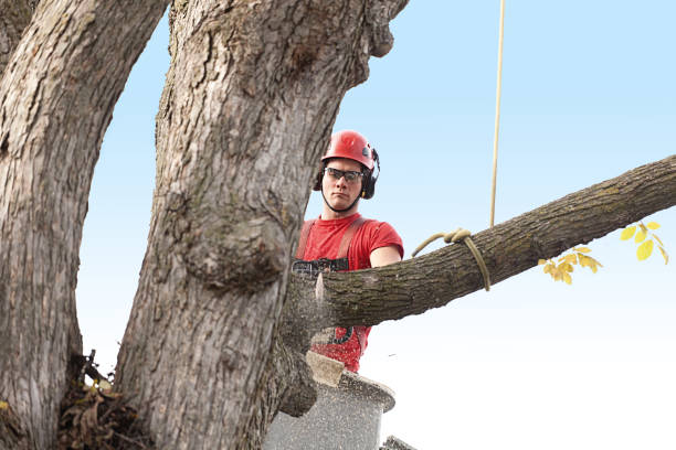 How Our Tree Care Process Works  in  Crown Point, IN